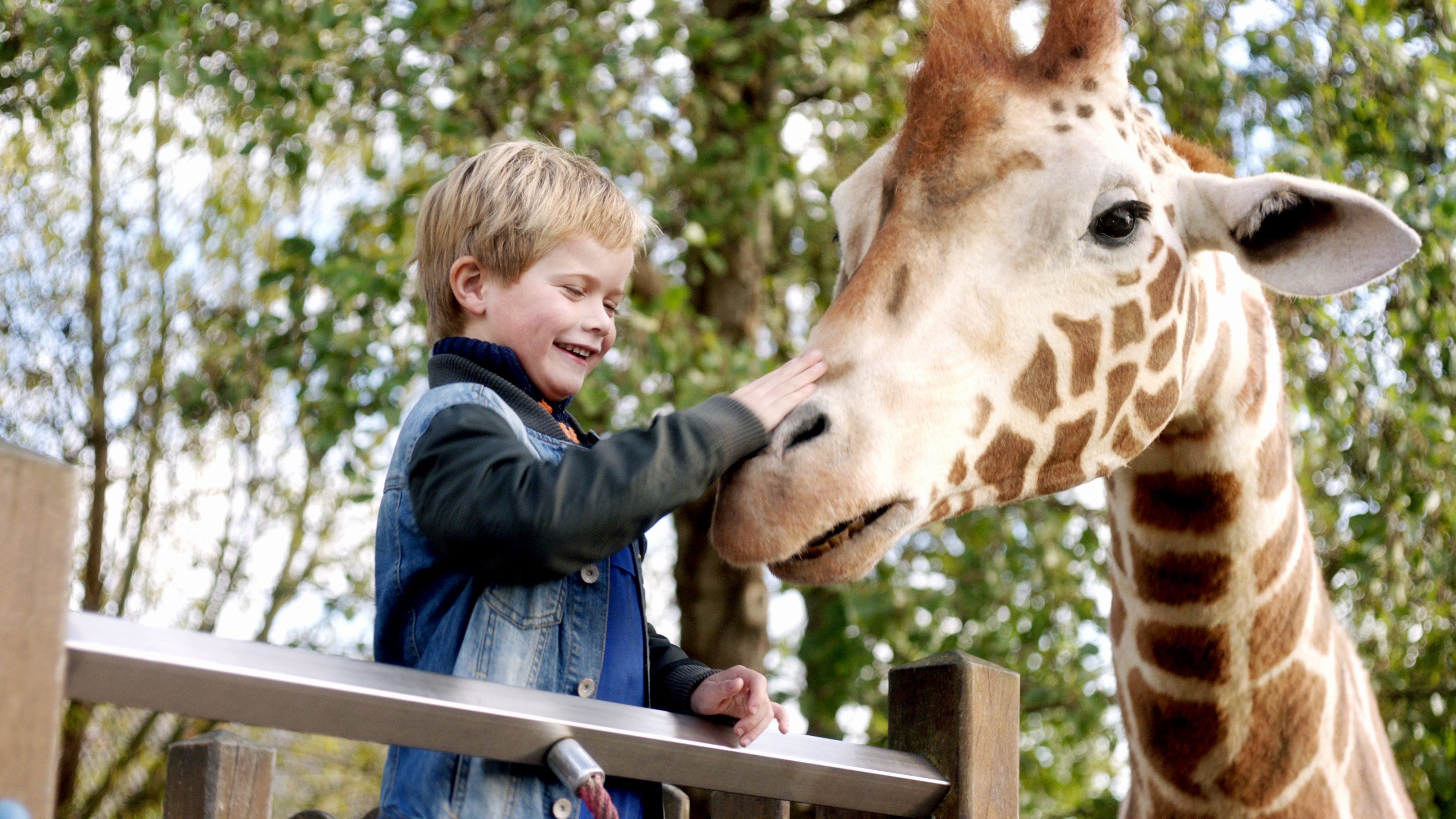 Ein Bild aus dem Film MEIN FREUND, DIE GIRAFFE